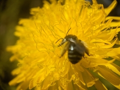 Melissodes illatus