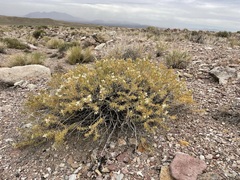 Hecastocleis shockleyi
