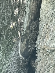 Tamias striatus