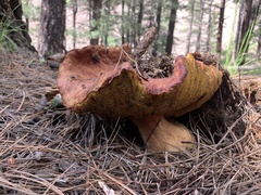Boletus rubriceps