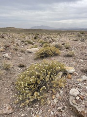 Hecastocleis shockleyi