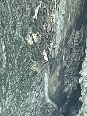 Tamias striatus