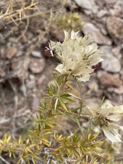 Hecastocleis shockleyi