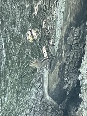Tamias striatus