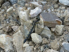 Orthetrum lineostigma