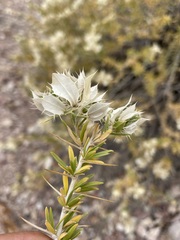 Hecastocleis shockleyi
