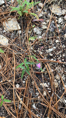 Pinos Altos Mountain bean (Phaseolus parvulus)