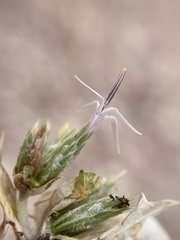 Hecastocleis shockleyi