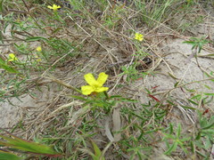 Calylophus