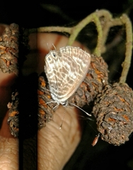 Leptotes pirithous pirithous