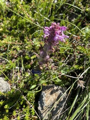 Pedicularis verticillata