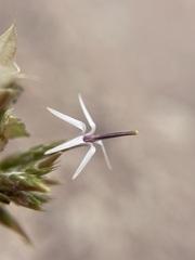 Hecastocleis shockleyi
