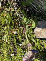 Pedicularis verticillata