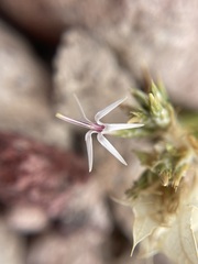Hecastocleis shockleyi