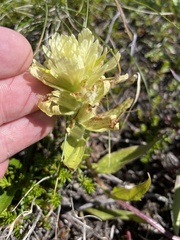 Castilleja unalaschcensis