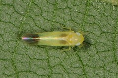 Empoasca murrayi