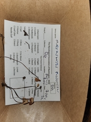 Marasmius pulcherripes