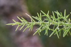 Colletia ulicina