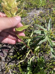 Castilleja unalaschcensis