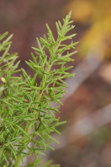 Colletia ulicina