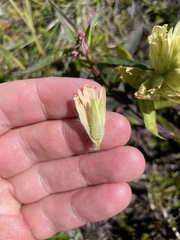 Castilleja unalaschcensis