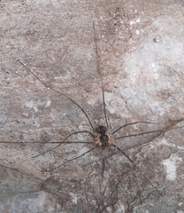 Mitopus morio