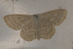 Scopula immutata