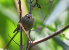 Poecilotriccus latirostris