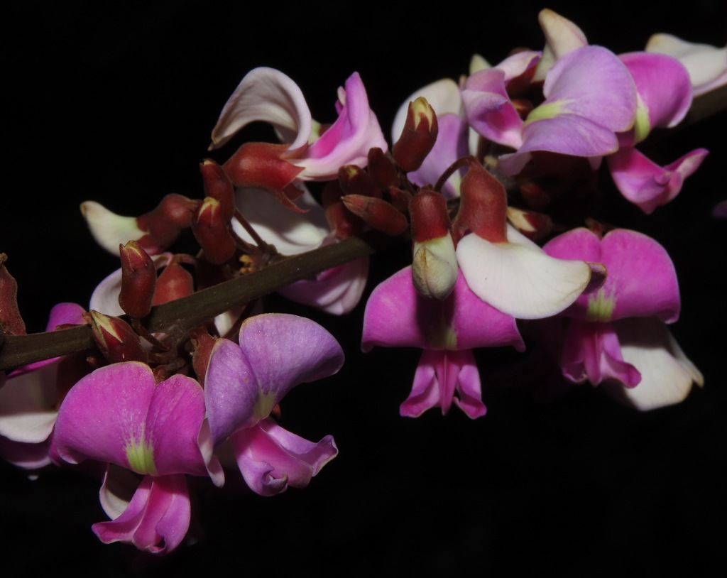 Deguelia amazonica