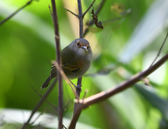 Poecilotriccus latirostris