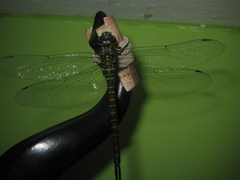 Rhionaeschna psilus