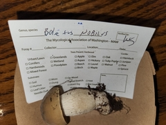 Boletus nobilis