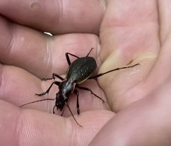 Carabus irregularis