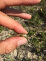 Diceroprocta delicata