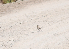 Syrtidicola fluviatilis