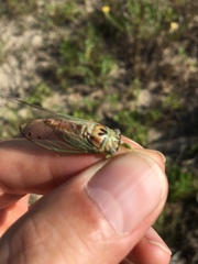 Diceroprocta delicata