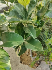 Rutaceae