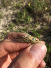 Diceroprocta delicata