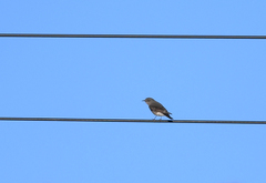 Cnemarchus rufipennis