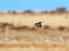 Cnemarchus rufipennis