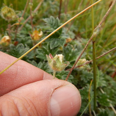 Potentilla hyparctica