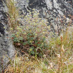 Potentilla hyparctica