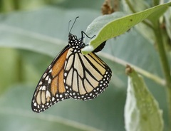 Danaus plexippus