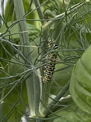 Papilio polyxenes