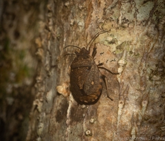 Platycoris bipunctatus