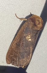 Datana ranaeceps