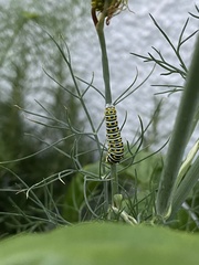 Papilio polyxenes