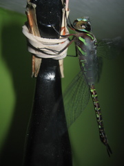 Rhionaeschna psilus