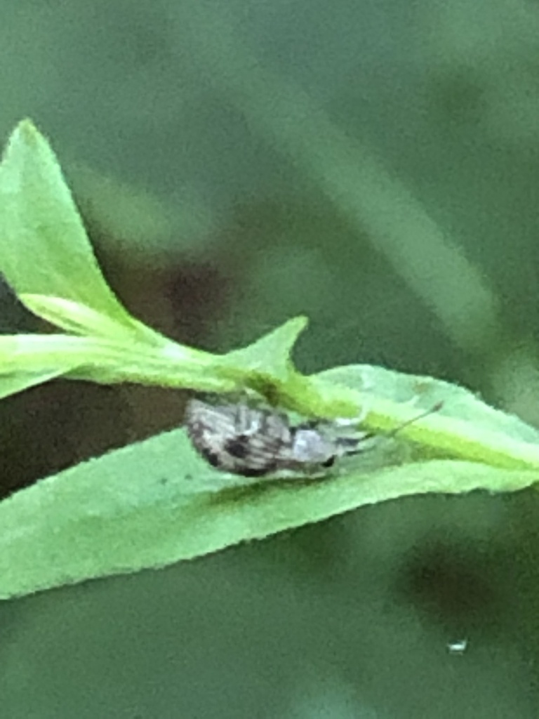 Imported Long-horned Weevil