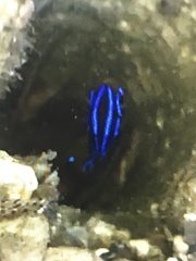 Pomacentrus grammorhynchus